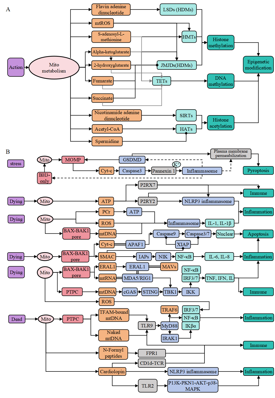 Description of the image